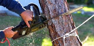 Best Emergency Tree Removal  in Trinity, FL